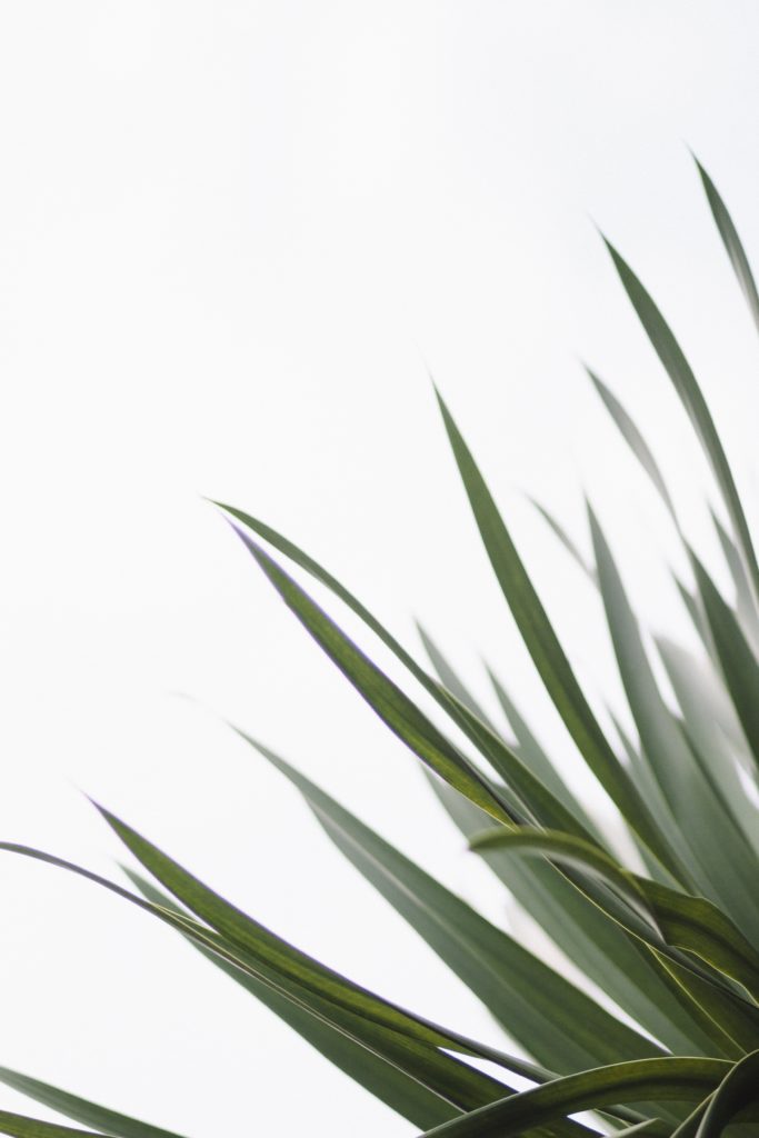 Chua bing quan 509050 unsplash
